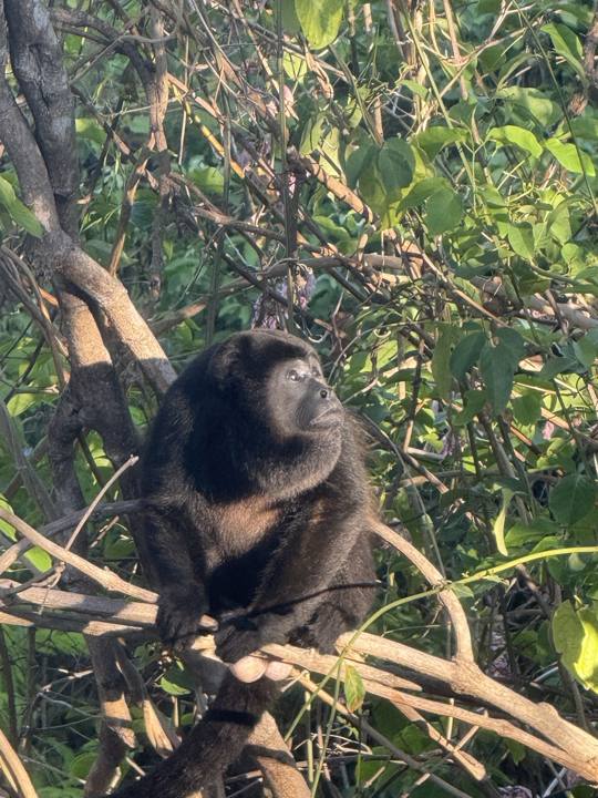 Howler monkey sitting on a branch, gazing up through the leaves