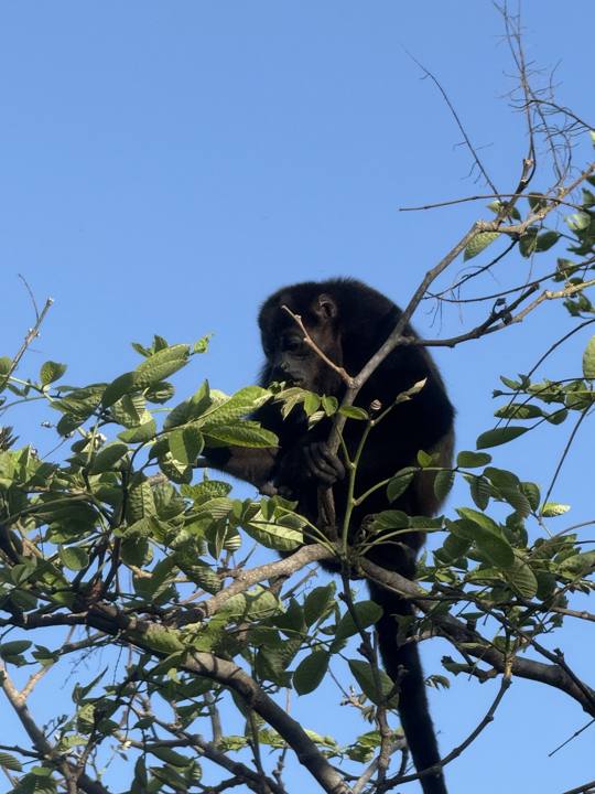 Howler monkey eating leaves at the top of a tree against blue sky